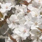 千眼桜
僅か3日間しか見頃がない桜が京都にあります。
京都大原野の大原野神社の千眼桜です。
それほど大きな桜では有りませんが、名物桜です。
色はピンク色では無く、薄墨系ですね。

#サント船長の写真 #サントの桜巡り