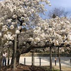 千眼桜
長岡京遷都（784）の際、奈良にある春日大社の祭神を分祀した神社。千眼桜（センガンザクラ）と呼ばれるしだれ桜が有名です。満開から3日程で散っていくので“幻の桜“とも呼ばれています。満開の桜を見ることができたら幸運かも。

住所	京都市西京区大原野南春日町1152 　

#サント船長の写真 #サントの桜巡り