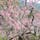 京都市山科区小野
「随心院」

梅がちょろっと咲いてました

(’’21/03/17)

#京都 #随心院 #梅