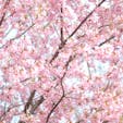 京都府京都市左京区下鴨半木町
「京都府立植物園」

1部ですが、桜が咲いておりました

(’’21/03/17)

#京都 #京都府立植物園 #桜