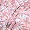 京都府京都市左京区下鴨半木町
「京都府立植物園」

1部ですが、桜が咲いておりました

(’’21/03/17)

#京都 #京都府立植物園 #桜