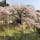 権現桜
奈良県の瀧蔵神社の「権現桜」見たのは偶然でした、権現桜の存在を知りませんでしたが、案内版で知り、遅いかもしれないが、まだ見られるかもと思い、道案内の通り走り瀧蔵神社へ向いました。
長谷寺から近く、初瀬ダムの付近から林道を上った所にあるらしい。
宇陀市から初瀬ダムのまほろば湖を経由し、目的の「権現桜」を目指しました。
林道を上りきった所に、目当ての瀧蔵神社は鎮座していました。

#サント船長の写真 #サントの桜巡り