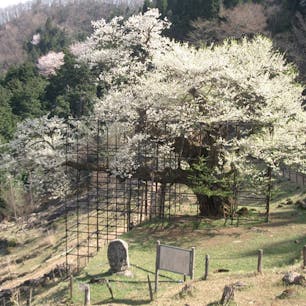 樽見の大ザクラ
樽見の大ザクラとは、兵庫県養父市大屋町樽見にあるエドヒガンの一本桜。「仙人の桜」の意味で別名「仙桜」とも呼ばれ、国の天然記念物に指定されている。
#サント船長の写真 #サントの桜巡り