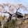 地蔵院の枝垂れ桜
京都府宇治市井出町の地蔵院の枝垂れ桜

私は、一本桜が好きで遠くは栃木県の神代桜まで行きました、2021年は福島県の三春滝を見に行く予定です。
桜は咲いて居る期間が短く、雨が降れば終わりです。
2021年の桜巡りはどうかなぁ？

#サント船長の写真 #サントの桜巡り