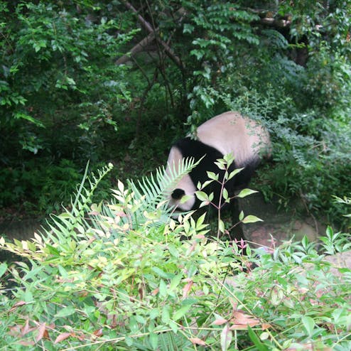 成都ジャイアントパンダ繁殖研究基地
