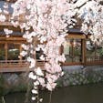 祇園白川の桜

「かにかくに祇園はこひし寝るときも枕の下を水のながるる」
　　　　　　　　吉井　勇
此の碑が此処にあります。

#サント船長の写真 #サントの桜巡り　#京都