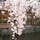 祇園白川の桜

「かにかくに祇園はこひし寝るときも枕の下を水のながるる」
　　　　　　　　吉井　勇
此の碑が此処にあります。

#サント船長の写真 #サントの桜巡り　#京都