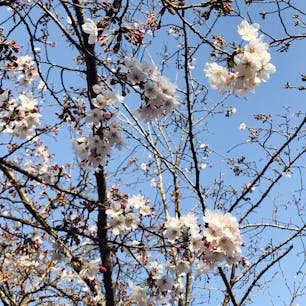 今年の初桜。
菅原硝子に行った時に。
