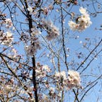 今年の初桜。
菅原硝子に行った時に。