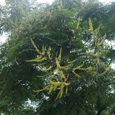 四川省　楽山大仏の山に咲いていた花