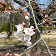 二条城　桜の標本木


#サント船長の写真 #サントの桜巡り　#京都