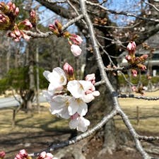 二条城　桜の標本木


#サント船長の写真 #サントの桜巡り　#京都