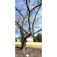 二条城　桜の標本木
桜の開花の基準に成る標本木が二条城の中に有ります、かなり老木の染井吉野で北大手門の南あたりに有ります。道を挟んで派手な赤紫色の「寒緋桜」前です。

#サント船長の写真 #サントの桜巡り　#京都