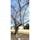 二条城　桜の標本木
桜の開花の基準に成る標本木が二条城の中に有ります、かなり老木の染井吉野で北大手門の南あたりに有ります。道を挟んで派手な赤紫色の「寒緋桜」前です。

#サント船長の写真 #サントの桜巡り　#京都