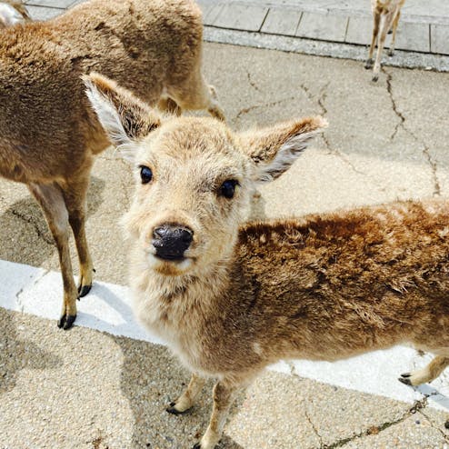 奈良公園