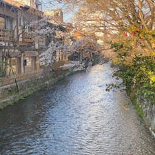 京都祇園白川

#サント船長の写真 #サントの桜巡り #京都