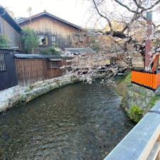 京都祇園白川

#サント船長の写真 #サントの桜巡り #京都