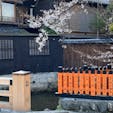 京都祇園白川

#サント船長の写真 #サントの桜巡り #京都