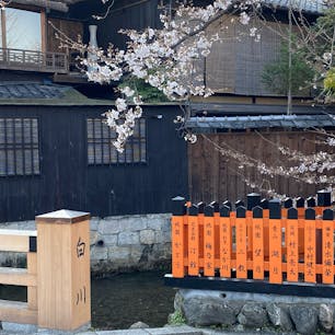 京都祇園白川

#サント船長の写真 #サントの桜巡り #京都