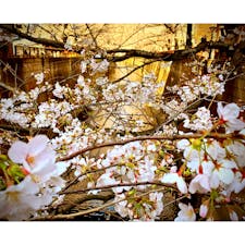 #桜
#お花見
#目黒川