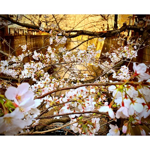 目黒川の桜並木