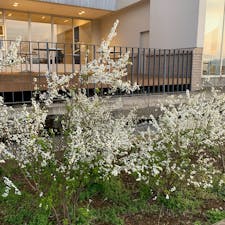 .
なんか綺麗で撮ってみたけど 何ていう花なんだろう、、🌷