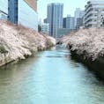 目黒川🌸

#目黒川#桜#お花見#🌸