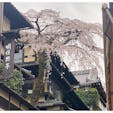 産寧坂の桜

#サント船長の写真　#サントの桜巡り　#京都