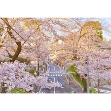#桜坂
#沼部
#東京お花見スポット
