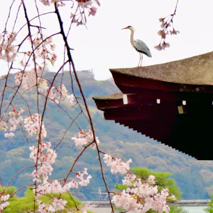 京都
平安神宮神苑
こちらの枝垂れ桜は本当に見事で、鷺も丁度いい感じでお花見してくれてました。