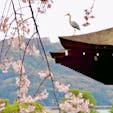 京都
平安神宮神苑
こちらの枝垂れ桜は本当に見事で、鷺も丁度いい感じでお花見してくれてました。