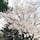 伊勢神宮の桜