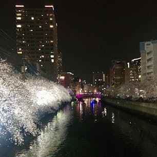 横浜
大岡川に夜桜を見に行きました