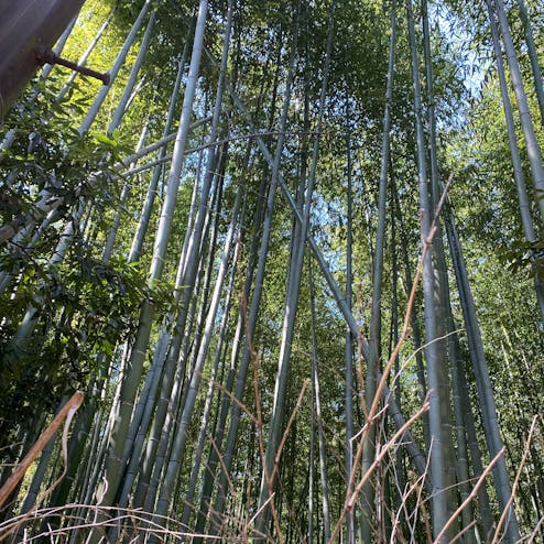 嵐山 竹林の小径