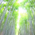 竹林の小径は、これぞ日本の風景！な、景色。凄く綺麗で、風情ある。
