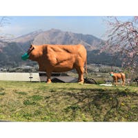 赤牛🐂の親子像