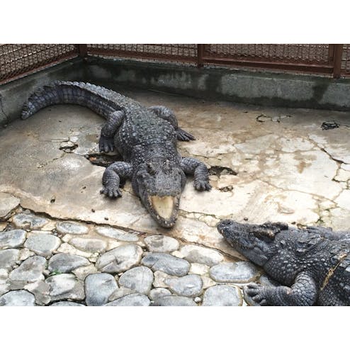 熱川バナナワニ園