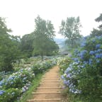 舞鶴自然文化園☘️
一面紫陽花の海〜😊
遠くに写っているのは日本海です🌊