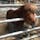 長野　佐久　スエトシ牧場
ザ・ホースマン笑のえだまめ🐴
ミニチュアホース可愛い♡
馬や動物がたくさんいて、触れ合えます