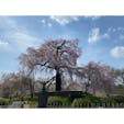 春の京都:円山公園のしだれ桜