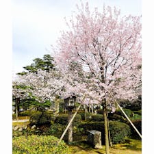 #石川県 #金沢 #兼六園 #満開の桜