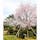 #石川県 #金沢 #兼六園 #満開の桜