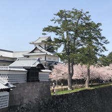 #石川県 #金沢 #金沢城 #満開の桜