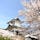 #石川県 #金沢 #金沢城 #満開の桜

金沢城と兼六園の下の歩道から撮りました。
桜とお城のコントラストがとってもキレイで、穴場スポットだと思います🌸