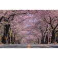 静岡県
〜伊豆高原桜並木〜
レタッチで桜の色を際立たせました。
本当の色はもっと白いです笑
現在満開から若葉が芽吹き始めているので
見頃はあと少しで終わりそうですね🌸
