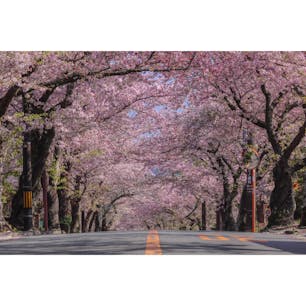 静岡県
〜伊豆高原桜並木〜
レタッチで桜の色を際立たせました。
本当の色はもっと白いです笑
現在満開から若葉が芽吹き始めているので
見頃はあと少しで終わりそうですね🌸