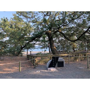 三保の松原
大好きな場所
#202103 #s静岡