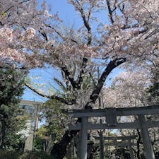.
御嶽神社の桜
風で散った花びらが 絨毯になってて綺麗だった、、🌸