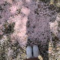 .
桜の絨毯🌸
おみくじは 大吉 でした