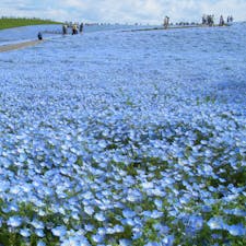 お蔵出し:ひたちなかのネモフィラ。2回目に訪れた時に撮った写真。綺麗でした。